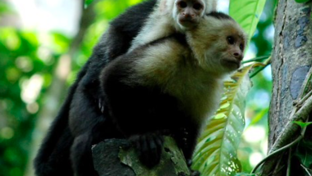 The 5 Must-Experience Attractions in Costa Rica Aged Care Find